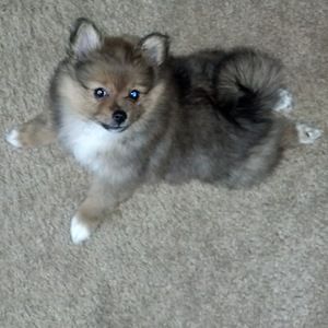 Meet your Posher, Shani